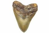 Serrated, Fossil Megalodon Tooth - North Carolina #298993-1